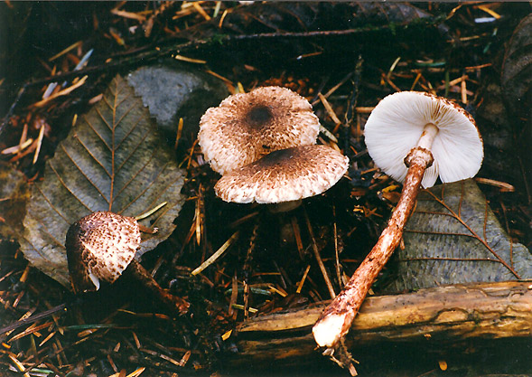 Lepiota flammeatincta